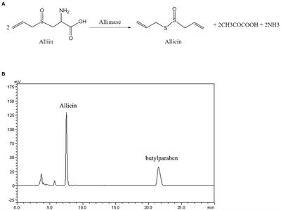 Allicin shows antifungal efficacy against Cryptococcus neoformans by blocking the fungal cell membrane